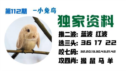 小兔鸟